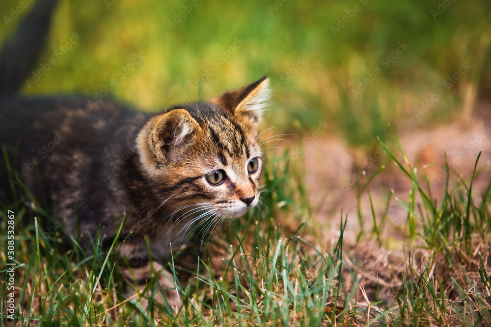 Funny Kittens playing outdoor looking happy. Little kitten playing outdoor. Happy pet concept.