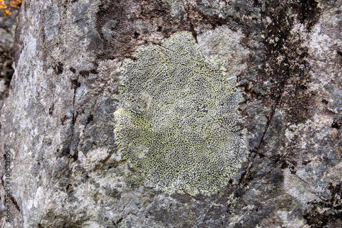 Rizocarpone geographic (Rhizocarpon geographicum) on the surface of a large stone photo