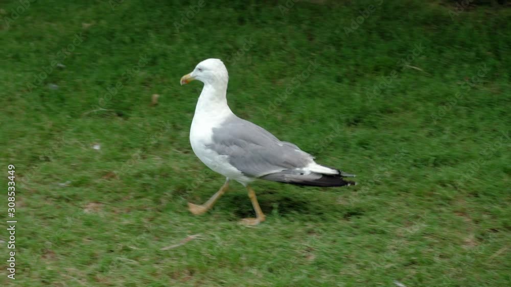 Montjuic Park. Close-up shot of a big seagull walking on the green grass. Barcelona. Spain. 4K
