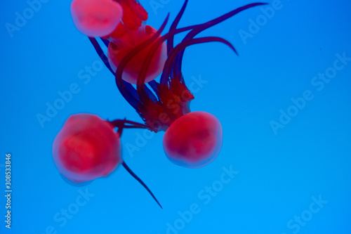 Jelly fish red illumination light in water  photo