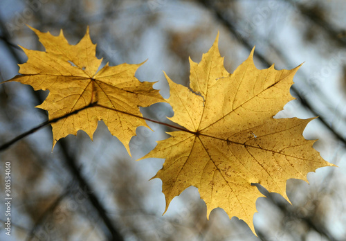 Two Yellow Maple Leaves with Trees in the Background