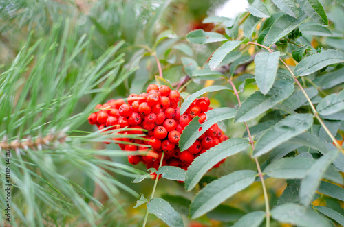 bunch of mountain ash in the autumn forest 