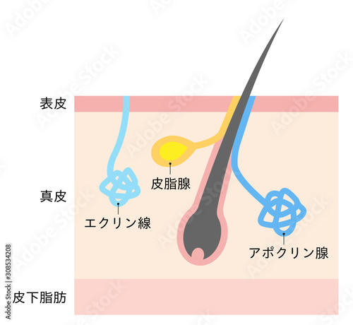 アポクリン腺とエクリン腺　汗腺　肌の断面図