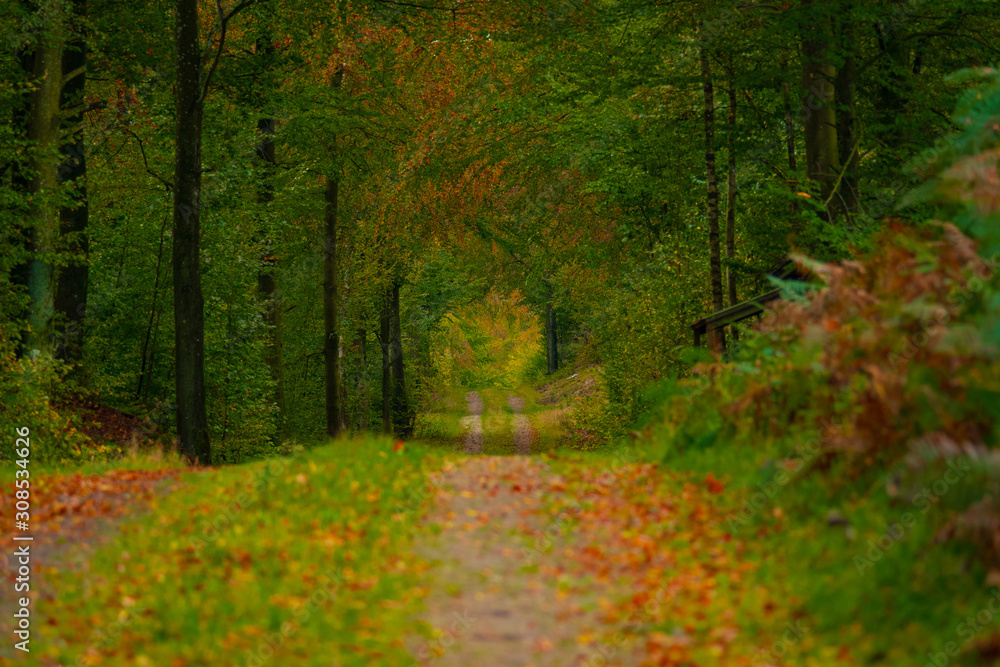Fototapeta premium path in the forest