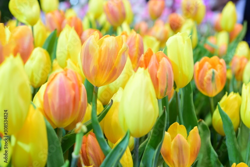 tulip  flower  spring  pink  nature  tulips  garden  flowers  green  field  purple  floral  beautiful  beauty  plant  blossom  bright  color  petal  flora  red  bloom  blooming  leaf  park
