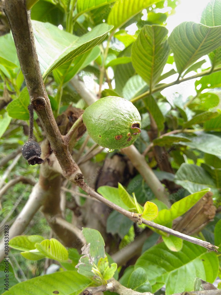 guava tree Brazil Minas Gerais Passabem tropical fruit nature food guava tree Brazil Minas Gerais Passabem tropical fruit nature food