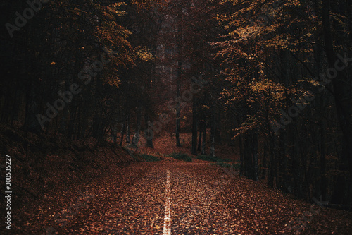 Dark forest, autumn leafes covering the apshalt road photo