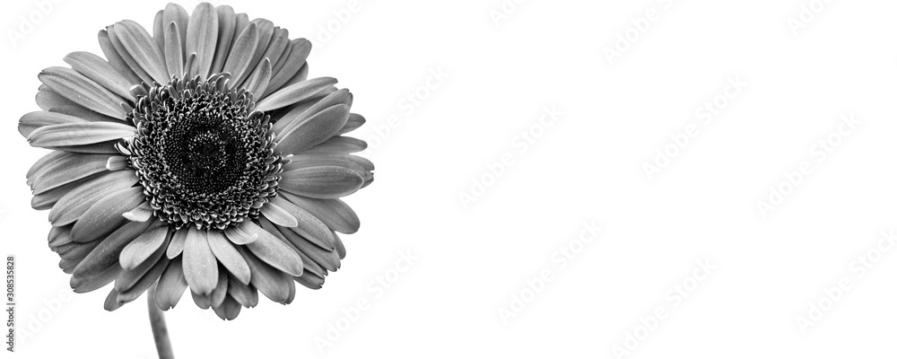 Fototapeta premium Gerbera