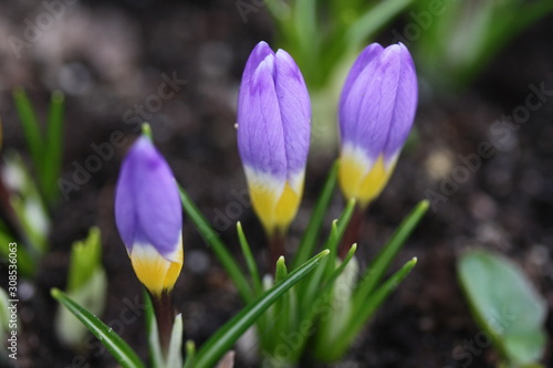 Three Purple and Yellow Crocus Buds in Spring