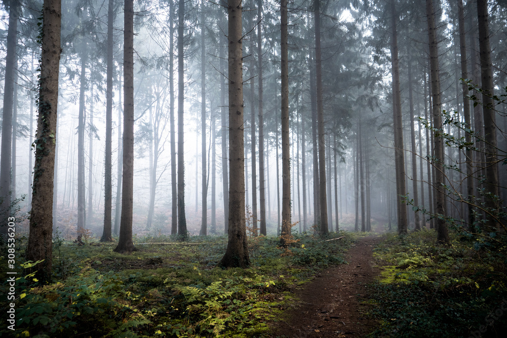 Obraz premium morning in the forest