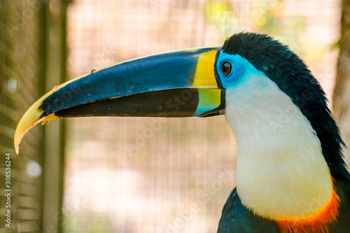 Beautiful Toucan with blue eyes photo