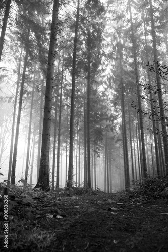 forest in fog