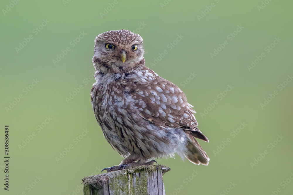 Little Owl Perched Little Owl Perched