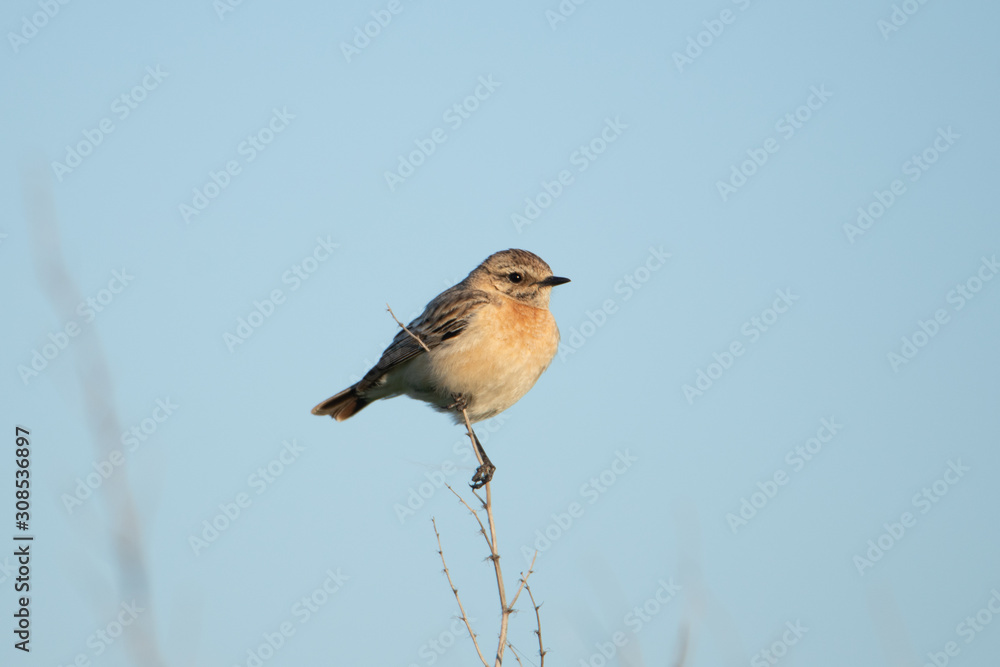 Fototapeta premium The black-headed coinage sits beautifully on a branch. Minimalistic portrait of a bird.
