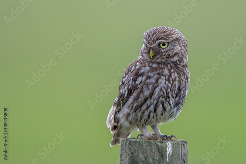 Little Owl Perched