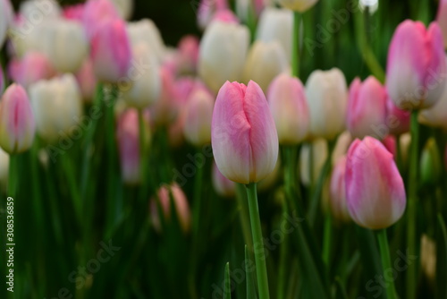 Colorful tulip in the garden