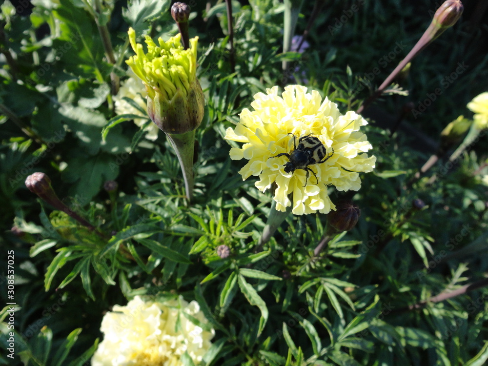 A beetle on a beautiful, yellow flower. A beetle on a beautiful, yellow flower.