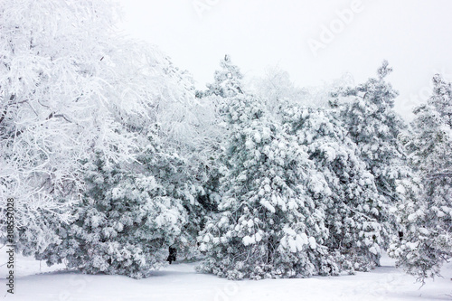 Winter background - black aand white snowy forest