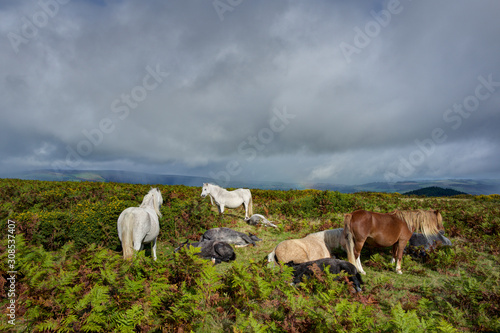 Horses by the Offa's Dyke path on Hergest Ridge, Herefordshire photo