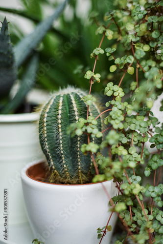 Cactus in white pot photo