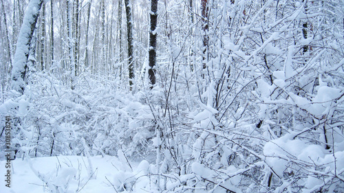 Beautiful landscape in winter forest. Snowy scenery in wood