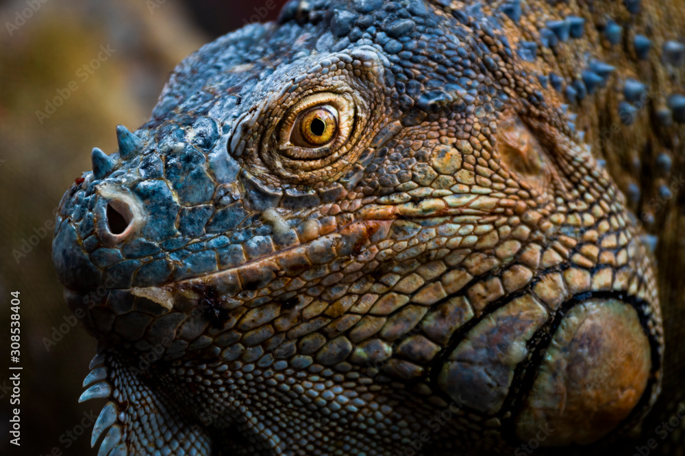 Green iguana (Iguana iguana) near La Fortuna, Arenal Green iguana (Iguana iguana) near La Fortuna, Arenal