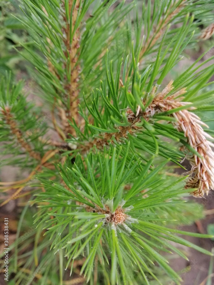 closeup of pine branch closeup of pine branch