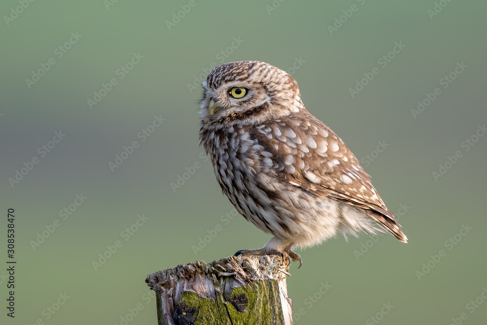 Little Owl Perched Little Owl Perched