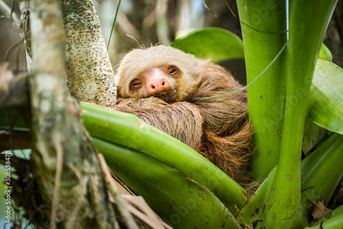 Hoffmann's two-toed sloth (Choloepus hoffmanni), La Fortuna, Arenal National Park photo