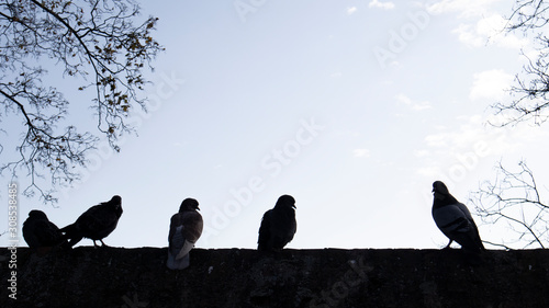 Silhouette of birds standing on a wall 