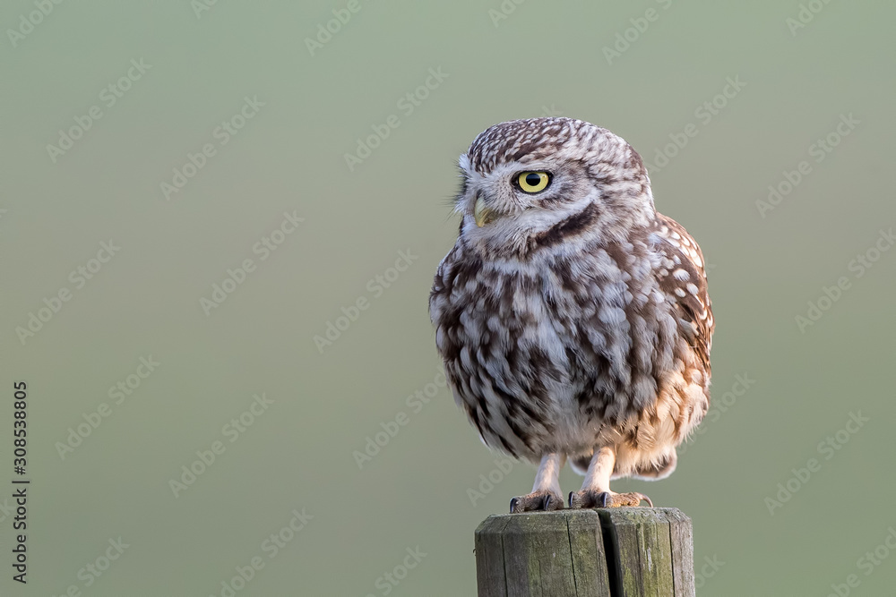 Little Owl Perched Little Owl Perched