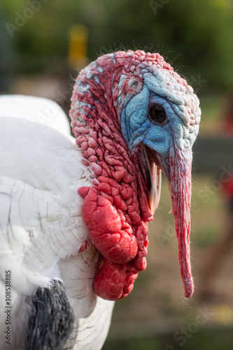 Close up of male turkey with long beard photo