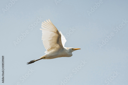 Great White Egret (Ardea alba aka Common Egret or Large Egret), Tarcoles River, Carara National Park
