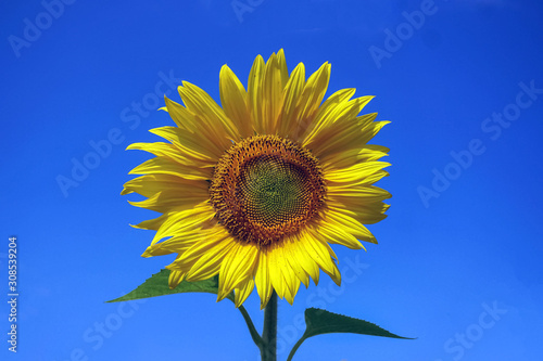 sunflower on background of blue sky