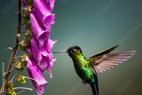 Fiery-throated Hummingbird (Panterpe insignis), San Gerardo de Dota photo