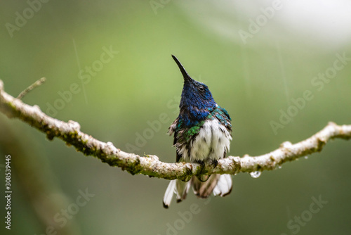 White-necked Jacobin (Florisuga mellivora) in the rain, Turrialba, Cartago Province photo