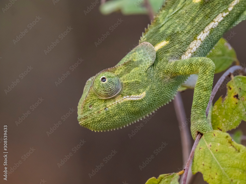 An adult flap-necked chameleon (Chamaeleo dilepis), South Luangwa National Park, Zambia An adult flap-necked chameleon (Chamaeleo dilepis), South Luangwa National Park, Zambia