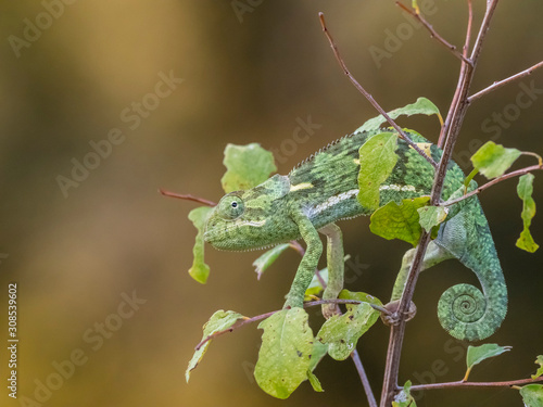 An adult flap-necked chameleon (Chamaeleo dilepis), South Luangwa National Park, Zambia photo