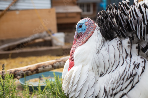 Side view of turkey tom in a pen