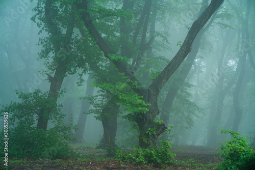 A foggy day in Hoia Baciu Forest, the most famous haunted forest in the world photo