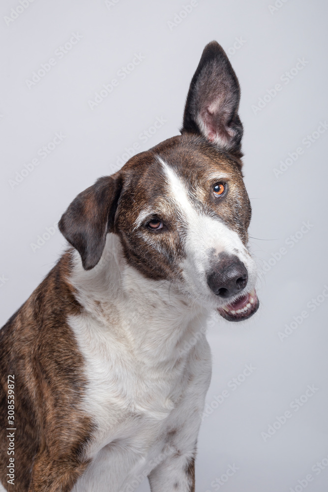 Funny looking dog of Podenco Ibizan breed looking at camera on white background.