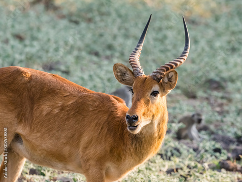 Adult male puku (Kobus vardonii), in South Luangwa National Park, Zambia photo