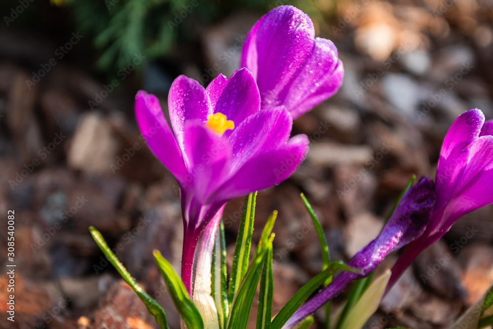 Crocus flowers on a background of wooden pine bark Crocus flowers on a background of wooden pine bark