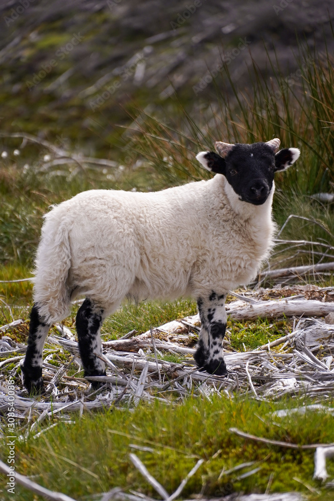 Obraz premium Litte Lamb in the Highland of Scotland
