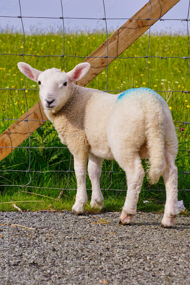 Fototapeta premium Little Lamb in Scotland