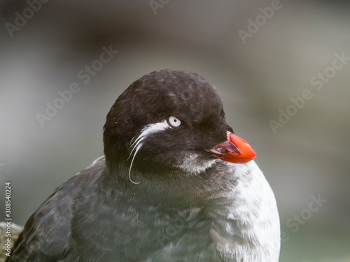 An adult parakeet auklet (Aethia psittacula) nesting on St. Paul Island, Pribilof Islands, Alaska photo