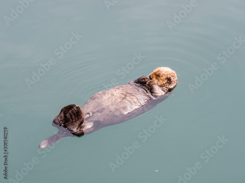 An adult sea otter (Enhydra lutris) resting on its back in the harbor at Kodiak, Kodiak Island, Alaska
