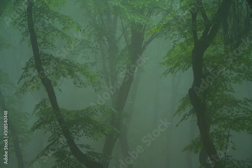 A foggy day in Hoia Baciu Forest, the most famous haunted forest in the world