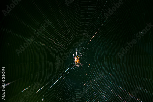 A spider and its web deep in the forest