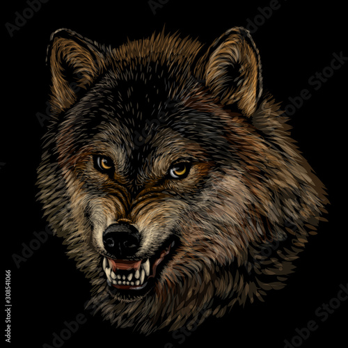 Angry wolf. Graphic color portrait of a wolf's head on a black background.